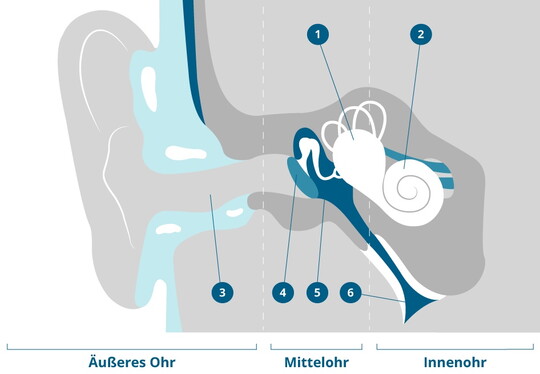 Grafik der Anatomie des Ohres von innen.