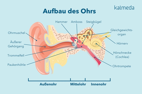 Ein schematischer Aufbau des Ohres mit Bezeichnungen.